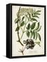 Antique Greenery V-Unknown-Framed Stretched Canvas