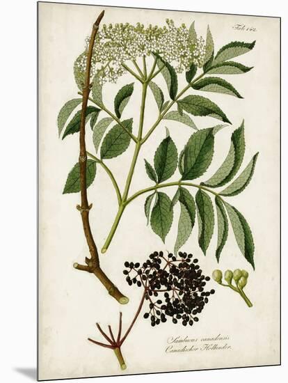 Antique Greenery V-Unknown-Mounted Art Print