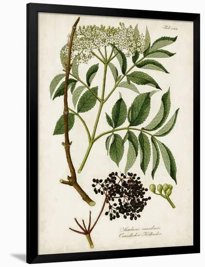 Antique Greenery V-Unknown-Framed Art Print