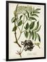 Antique Greenery V-Unknown-Framed Art Print