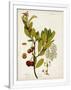Gramercy White