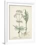 Antique Herbs I-Unknown-Framed Art Print
