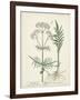 Antique Herbs I-Unknown-Framed Art Print