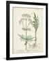 Antique Herbs I-Unknown-Framed Art Print