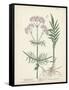 Antique Herbs I-Unknown-Framed Stretched Canvas