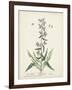 Antique Herbs II-Unknown-Framed Art Print