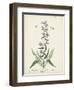 Antique Herbs II-Unknown-Framed Art Print