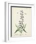 Antique Herbs II-Unknown-Framed Art Print