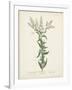 Antique Herbs IV-Unknown-Framed Art Print