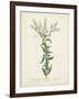 Antique Herbs IV-Unknown-Framed Art Print