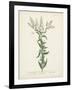 Antique Herbs IV-Unknown-Framed Art Print