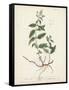 Antique Herbs VII-Unknown-Framed Stretched Canvas