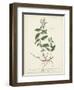 Antique Herbs VII-Unknown-Framed Art Print