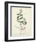 Antique Herbs VII-Unknown-Framed Art Print