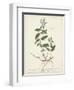 Antique Herbs VII-Unknown-Framed Art Print