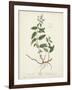 Antique Herbs VII-Unknown-Framed Art Print