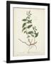 Antique Herbs VII-Unknown-Framed Art Print