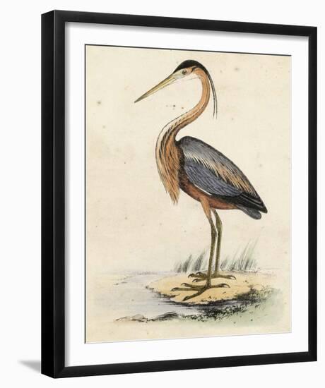 Antique Heron II-null-Framed Giclee Print