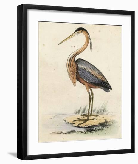 Antique Heron II-null-Framed Giclee Print