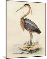 Antique Heron II-null-Mounted Giclee Print