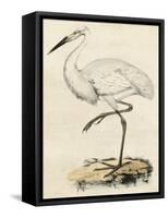 Antique Heron III-null-Framed Stretched Canvas