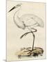 Antique Heron III-null-Mounted Art Print