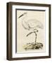 Antique Heron III-null-Framed Art Print