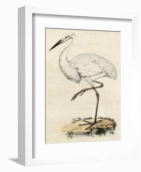 Antique Heron III-null-Framed Art Print