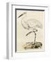 Antique Heron III-null-Framed Art Print