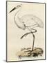 Antique Heron III-null-Mounted Art Print