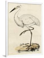 Antique Heron III-null-Framed Art Print