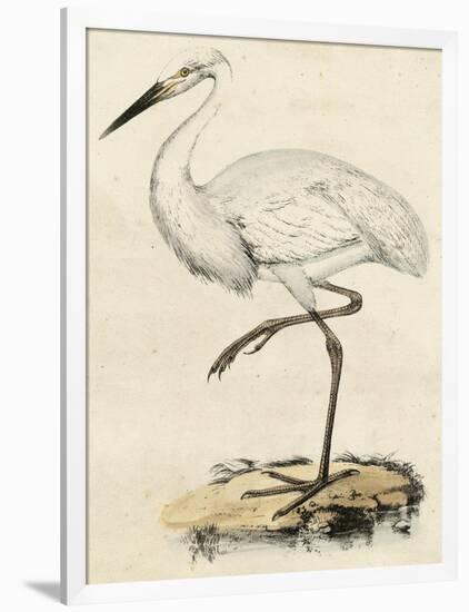 Antique Heron III-null-Framed Art Print