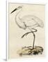 Antique Heron III-null-Framed Art Print