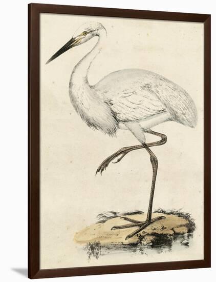 Antique Heron III-null-Framed Art Print