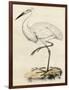 Antique Heron III-null-Framed Art Print