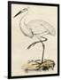 Antique Heron III-null-Framed Art Print