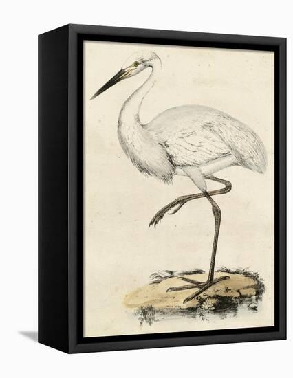 Antique Heron III-null-Framed Stretched Canvas