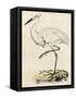 Antique Heron III-null-Framed Stretched Canvas