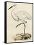 Antique Heron III-null-Framed Stretched Canvas