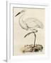 Antique Heron III-null-Framed Art Print