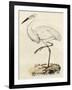 Antique Heron III-null-Framed Art Print