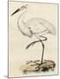 Antique Heron III-null-Mounted Art Print