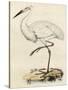 Antique Heron III-null-Stretched Canvas