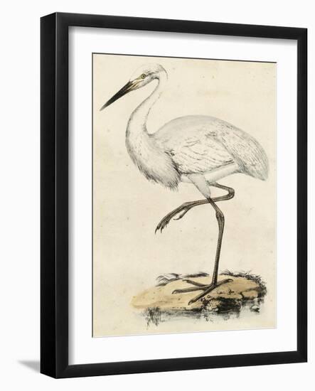 Antique Heron III-null-Framed Art Print