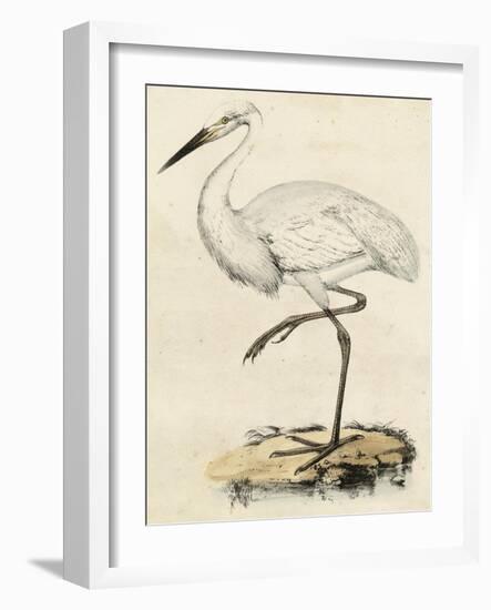 Antique Heron III-null-Framed Art Print