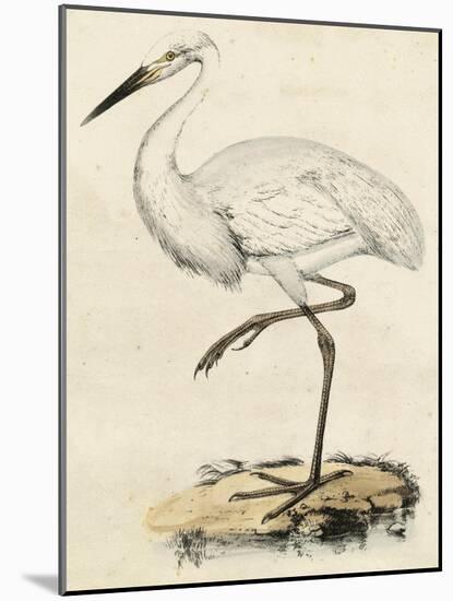 Antique Heron III-null-Mounted Art Print