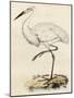 Antique Heron III-null-Mounted Art Print