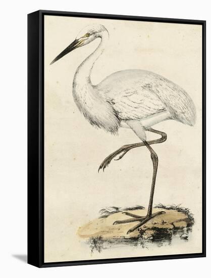 Antique Heron III-null-Framed Stretched Canvas