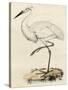 Antique Heron III-null-Stretched Canvas