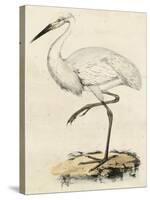 Antique Heron III-null-Stretched Canvas
